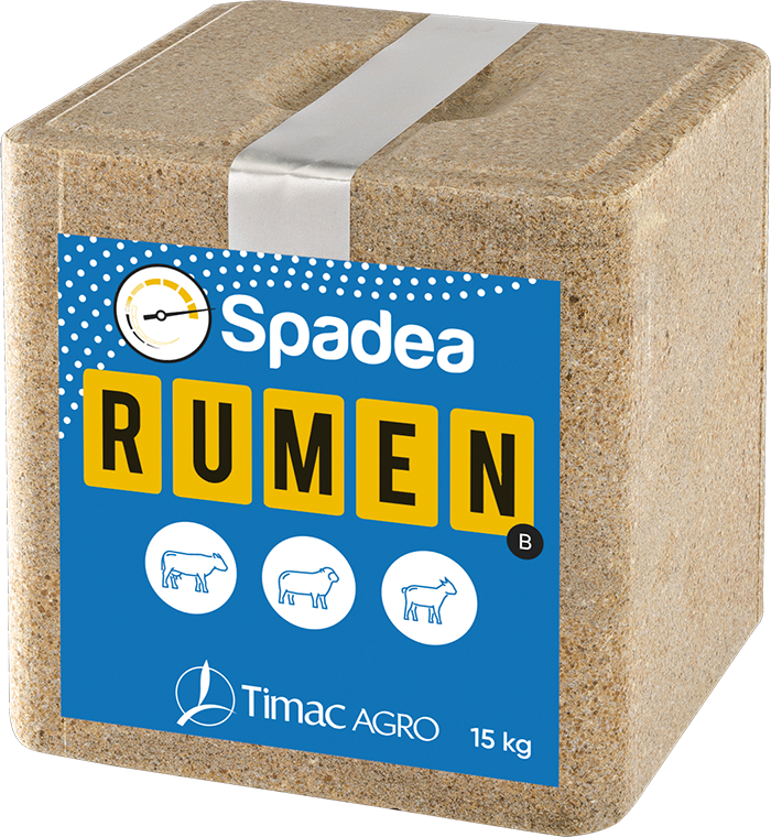 SPADEA RUMEN B
